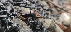 Paragymnopleurus sinuatus
