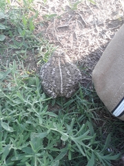 Anaxyrus woodhousii