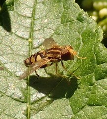 Parhelophilus flavifacies