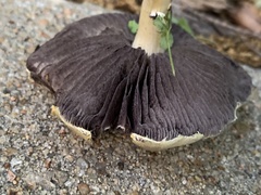 Stropharia
