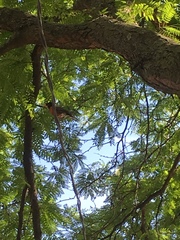 Turdus migratorius