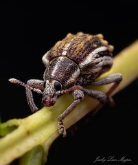 Iptergonus bifurcatus