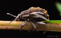 Iptergonus bifurcatus