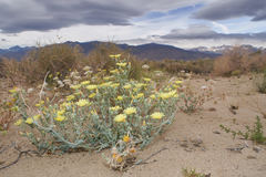 Malacothrix sonchoides