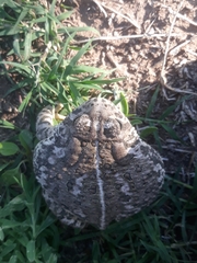 Anaxyrus woodhousii