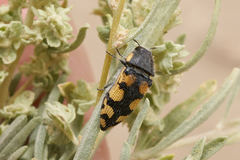 Acmaeodera tuta