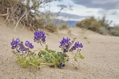 Lupinus odoratus