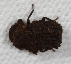 Bolitotherus cornutus