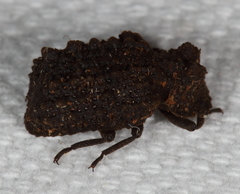 Bolitotherus cornutus