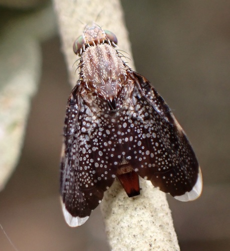 Eutreta angusta photo 3