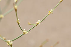 Eriogonum brachyanthum