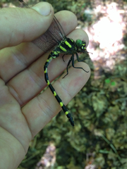 Cordulegaster erronea