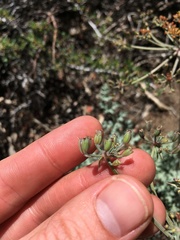 Lomatium rigidum