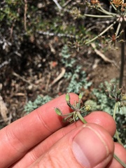 Lomatium rigidum