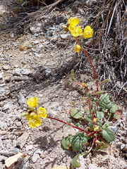 Chylismia claviformis cruciformis