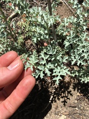 Lomatium rigidum