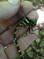 Cordulegaster erronea