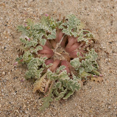 Glyptopleura marginata