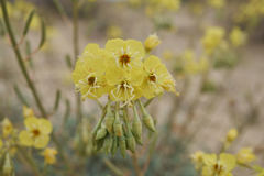 Chylismia claviformis lancifolia