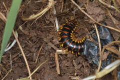 Appalachioria separanda