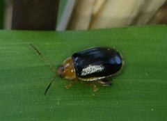 Disonycha varicornis