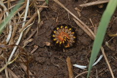 Appalachioria separanda