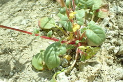 Chylismia claviformis cruciformis