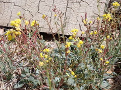 Chylismia claviformis cruciformis