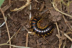 Appalachioria separanda