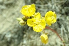 Chylismia claviformis cruciformis