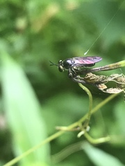 Cerotainia