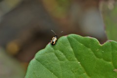 Phyllotreta liebecki