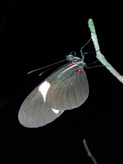 Heliconius melpomene