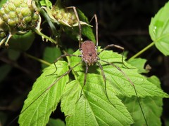 Hadrobunus maculosus