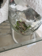 Anolis carolinensis