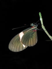 Heliconius melpomene