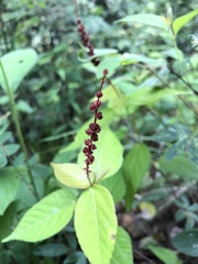 Acalypha monostachya