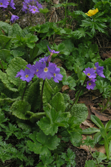 Primula amoena