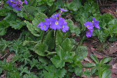 Primula amoena
