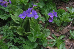 Primula amoena