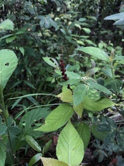 Acalypha monostachya