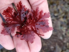 Callophyllis flabellulata