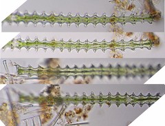 Triploceras gracile