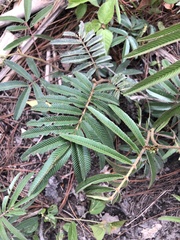 Mimosa asperata