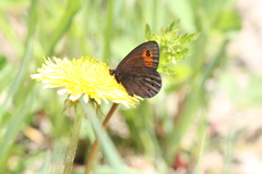 Erebia epipsodea