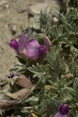 Oxytropis oreophila juniperina