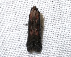 Honora montinatatella