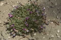 Oxytropis oreophila juniperina