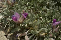 Oxytropis oreophila juniperina