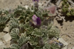 Oxytropis oreophila juniperina
